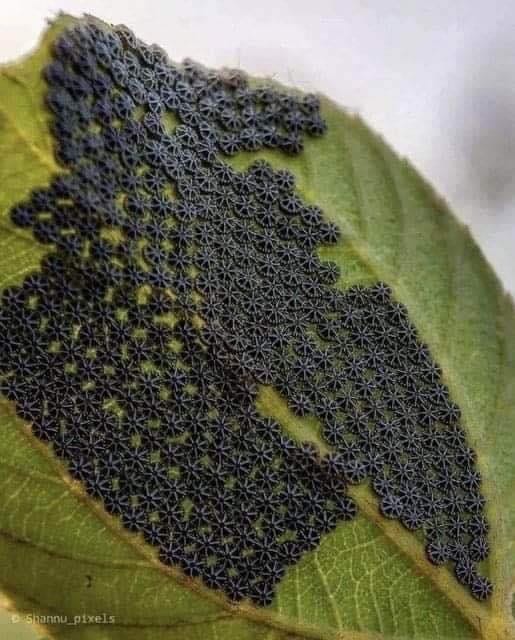 If you See These on Your Plants. Don’t Touch Them