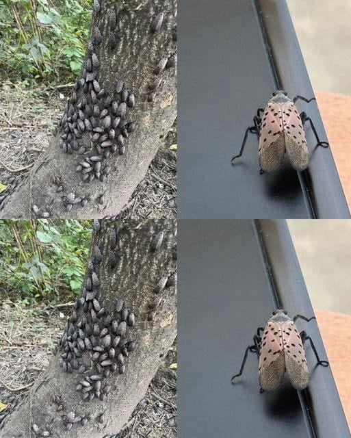 If You See These Insects in Your Yard, Get Rid of Them Immediately