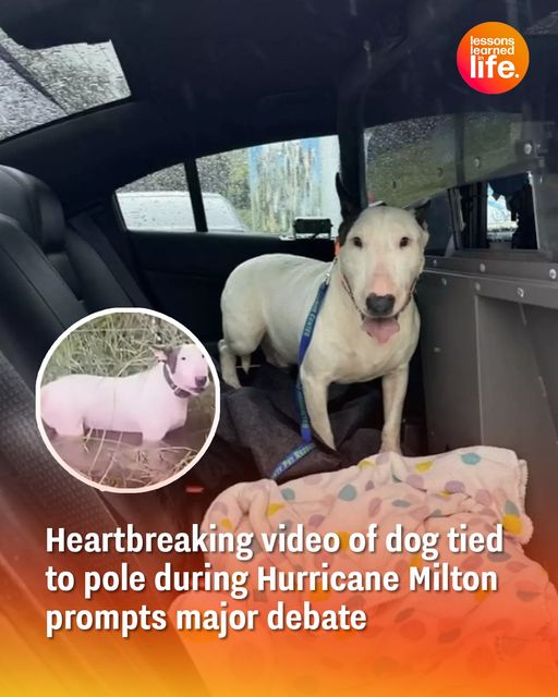 Heartbreaking video of dog tied to pole during Hurricane Milton prompts major debate
